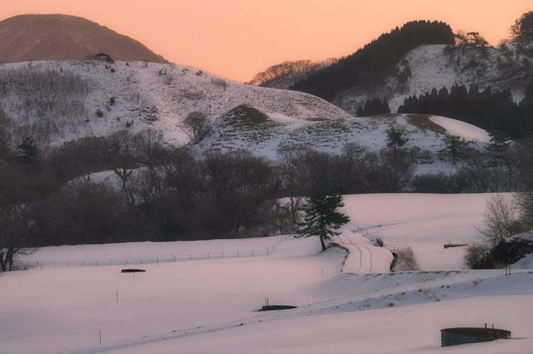 [画像1]雲ひとつない朝焼けが一面雪に覆われた牧場をオレンジに染める様子がとても綺麗でした。