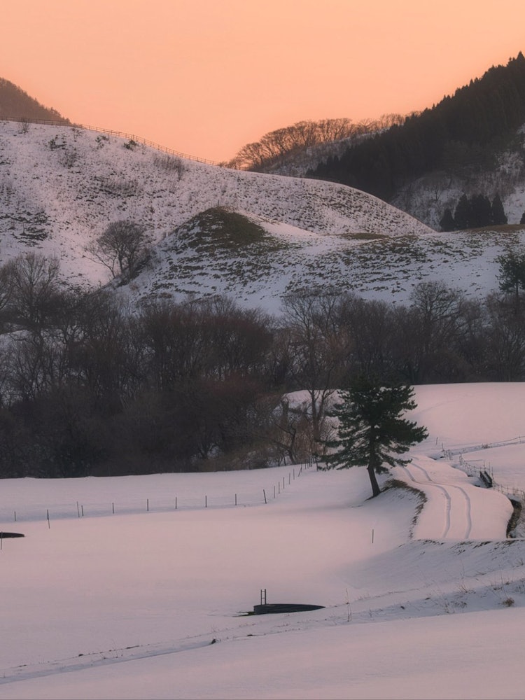 [Image1]It was very beautiful to see the cloudless sunrise dyeing the snow-covered ranch orange.