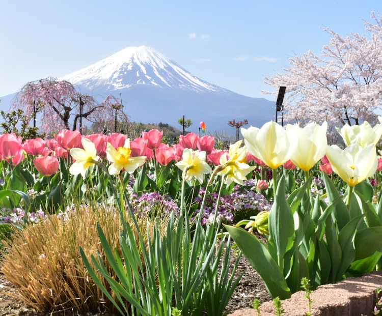 [Image1]April 16, 2024 at Kawaguchiko Oishi Park, Yamanashi PrefectureI checked the Fujimi forecast and weat