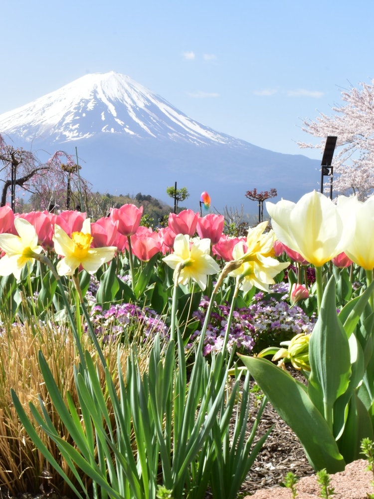 [画像1]2024年4月16日山梨県・河口湖大石公園にて富士見予報・天気予報をチェックして最高コンディションの日に行けました。桜満開で水仙やチューリップ等の春の花達も元気よく咲き誇っていました。