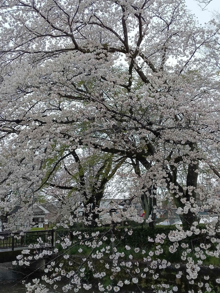 [画像1]栃木市の中心を流れる巴波川の川面に、満開の桜が雨に濡れながら咲いてます。