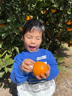 [相片2]上周日，爸爸妈妈带我去采摘蜂蜜柑橘，对盯着蜂蜜柑橘果实的孩子冷笑，是柚鹤先生满意的脸实现了他夙愿。