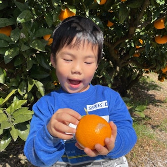 [Image2]Mom and Dad took me to honey citrus picking last Sunday as a sneer to my child who was staring at th