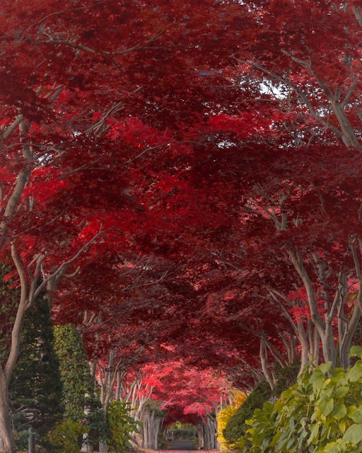 [画像1]日本が世界に誇る「四季」これは北海道の札幌にある平岡樹芸センターです晩秋の頃にはこの紅葉が深紅に染まり一つの紅のトンネルに姿を変えます