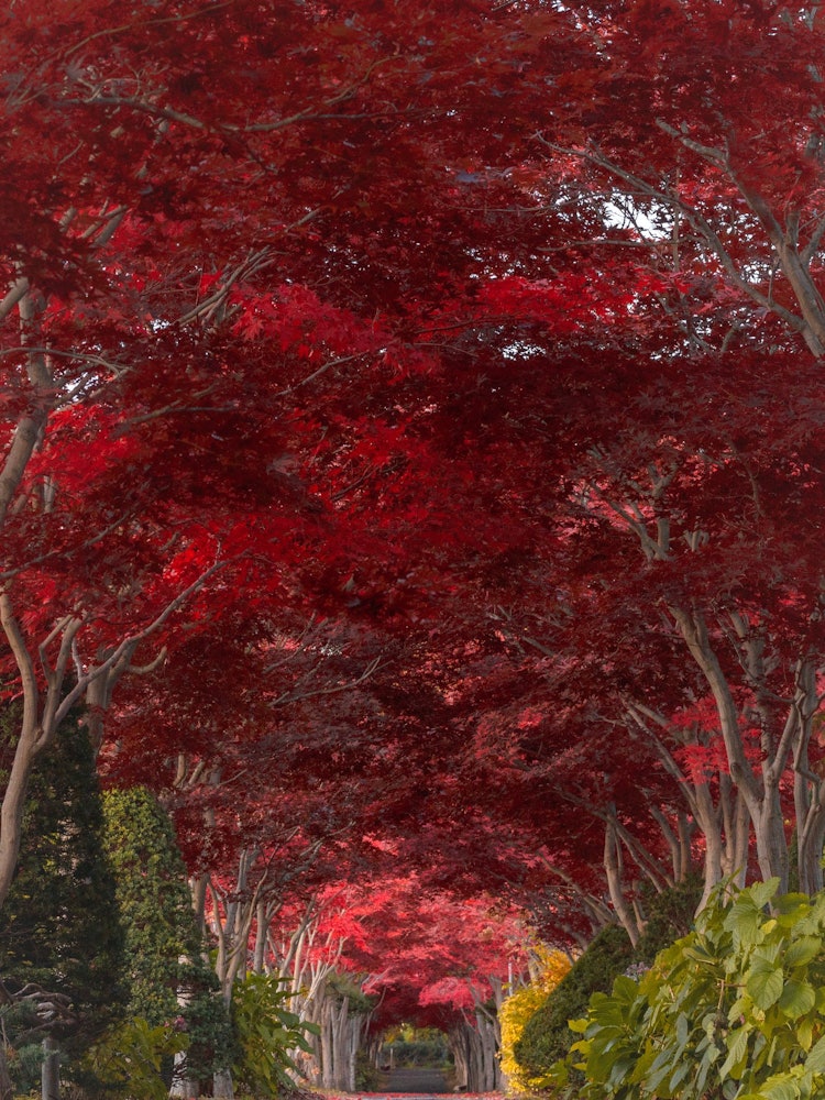 [相片1]日本世界级的“四季”这是北海道札幌的平冈树艺术中心在深秋，这些秋叶被染成深红色，变成了一个深红色的隧道