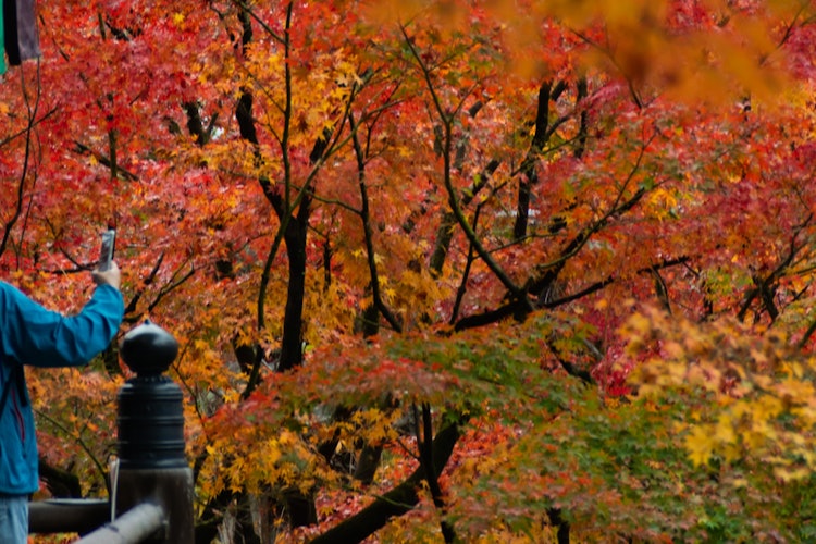 [相片1]我正在京都永观堂的舞台上看着秋叶🍁。它被染成红色，黄色和橙色，很漂亮。