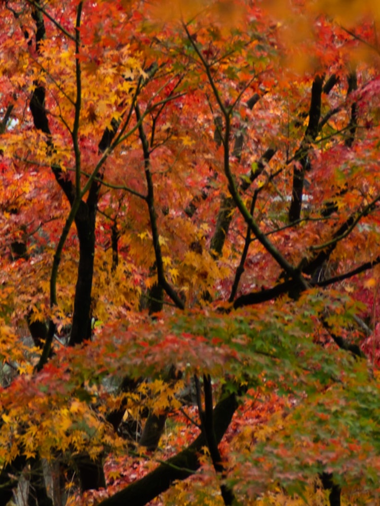 [相片1]我正在京都永观堂的舞台上看着秋叶🍁。它被染成红色，黄色和橙色，很漂亮。