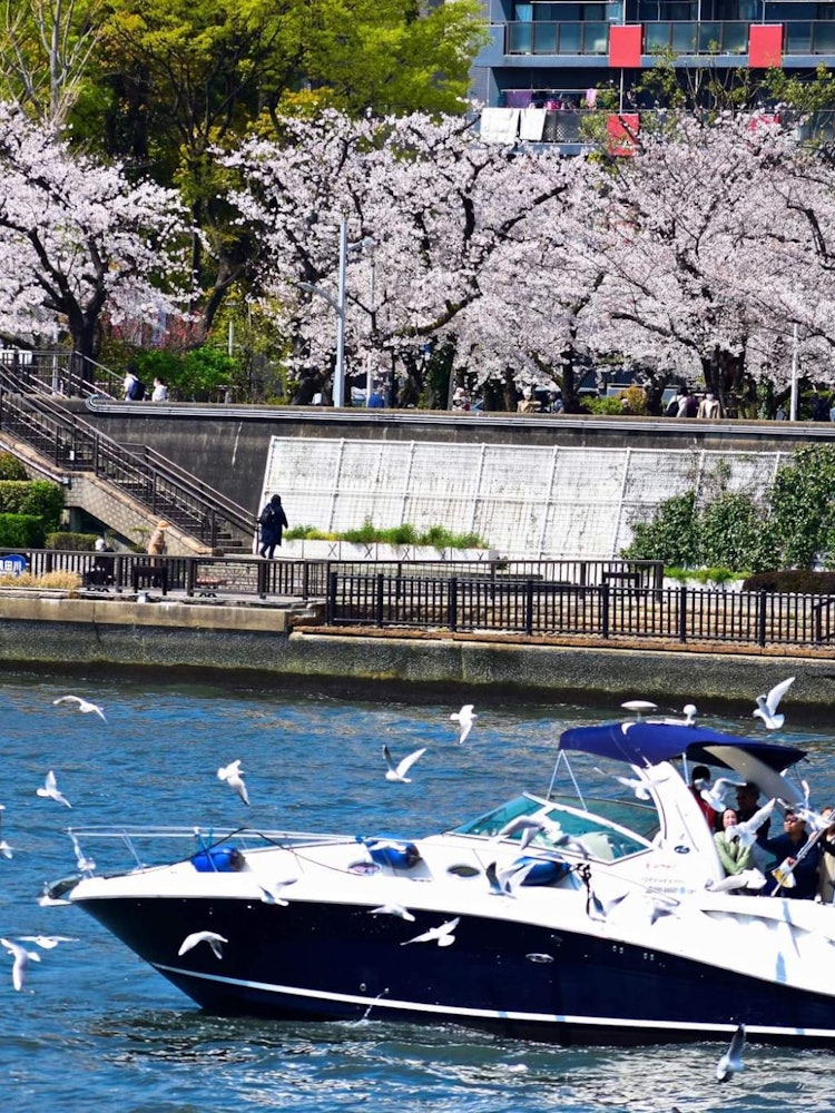 [이미지1]벚꽃 시즌을 즐기는 좋은 방법. 나는 많은 사람들이 유람선에서 하루를 보내고 강 근처의 아름다운 공원과 정원의 전망을 즐기는 것을 보았습니다. 동시에 새와 물고기를 먹이는 것을 좋