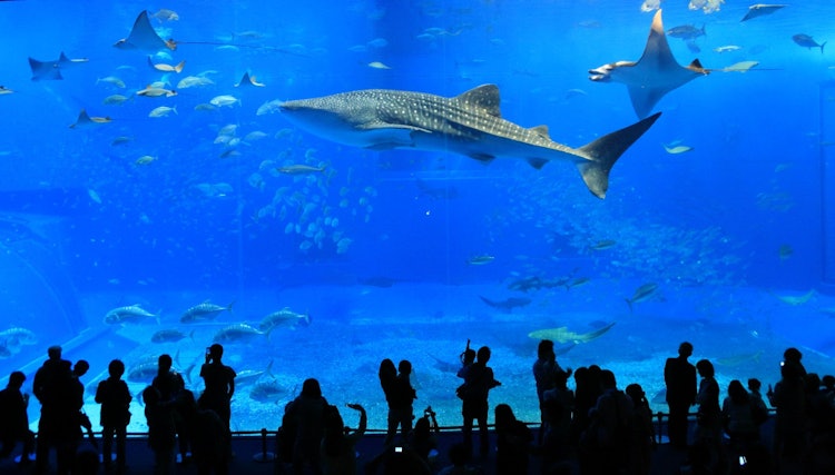 [Image1]I filmed whale sharks and rays swimming side by side at Okinawa Churaumi Aquarium. The large tank of