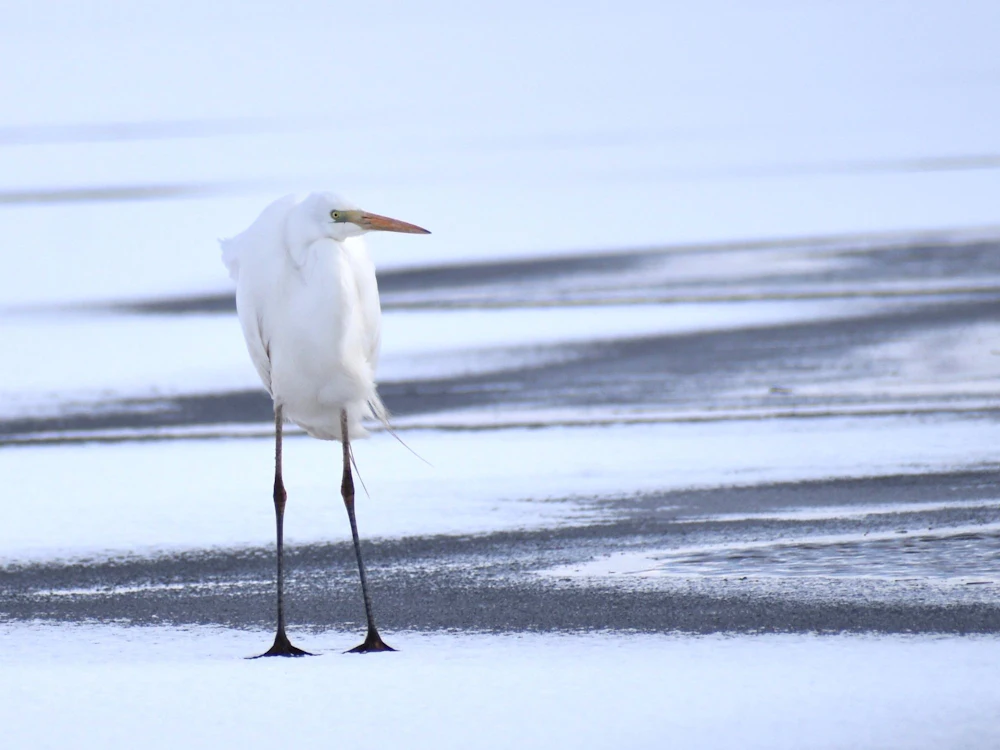 【公式】北海道 苫小牧観光協会 - 日本の魅力発信インバウンドSNS「クールジャパンビデオ」