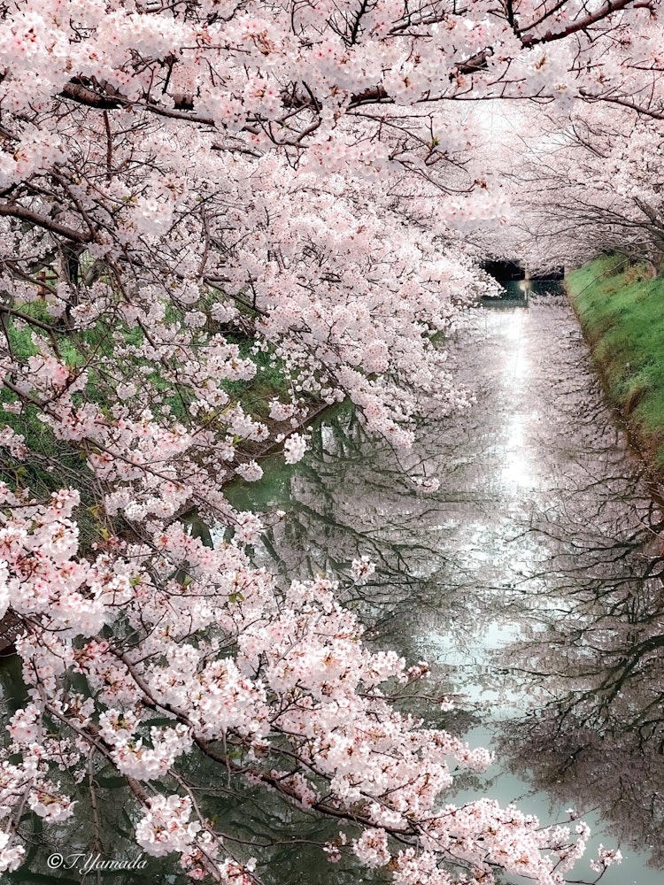 [相片1]樱花🌸倒影 ✨2024 年 4 月人气上升！　中洲河上一排排的樱花树。Nakasugawa， Anpachi District， 岐阜县