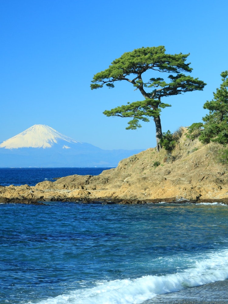 [Image1]Mt. Fuji seen from Tateishi Park in Yokosuka City is a work of art itself.I want to see this scenery