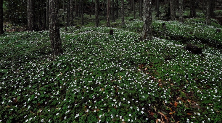 [Image1]It is a baikaouren that blooms under the forest floor in Totsugawa Village, Nara Prefecture.