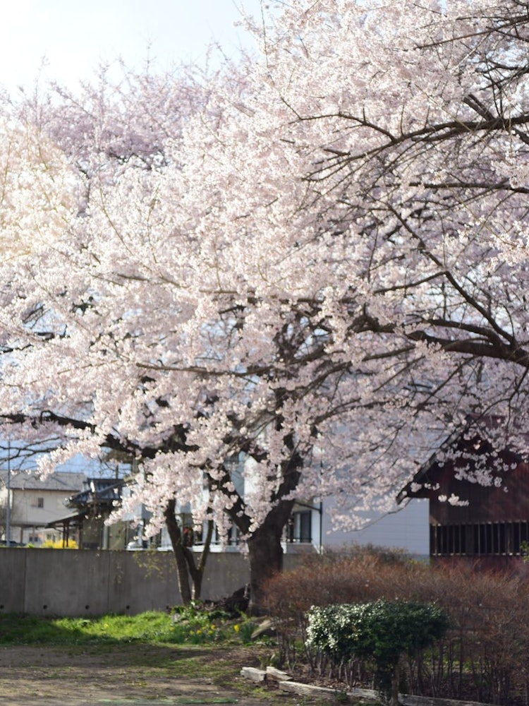 [Image1]Cherry blossoms in a small shrineThe magnificent cherry blossoms in a small shrine show the local pe
