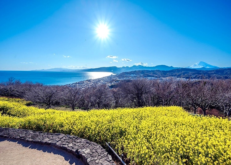 [画像1]二宮吾妻山公園の菜の花畑です。早咲きの菜の花が満開になる頃山頂からは雪化粧した富士山や相模湾、伊豆大島まで見渡せる絶景スポットです。