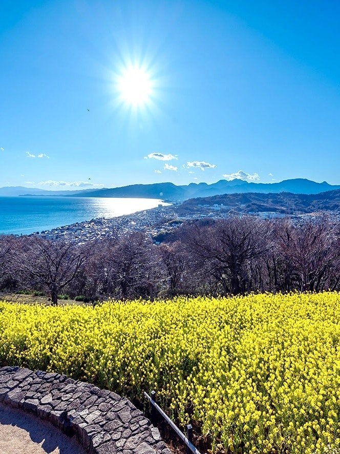 [이미지1]니노미야 아즈마야마 공원에 있는 유채꽃밭입니다.산 정상에서 일찍 피는 유채꽃이 만개할 때눈 덮인 후지산, 사가미 만, 이즈 오시마를 볼 수 있는 명승지입니다.
