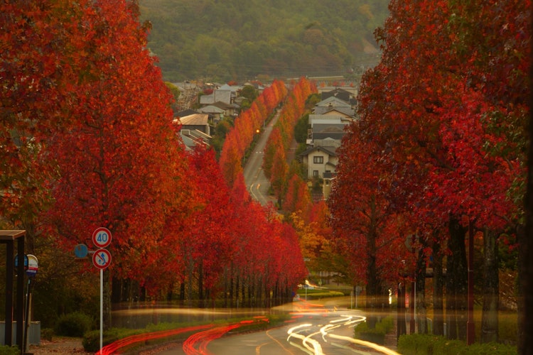 [相片1]这是京都的桂坂。虽然是住宅区而不是旅游胜地，但日本枫树的行道树非常壮观。秋天，树叶变红，成为拍照点。
