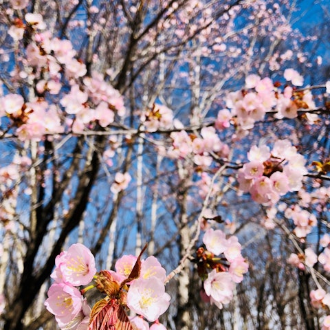 [画像1]音更町の桜の名所、鈴蘭公園の様子です。満開まではあと少しですが、夜桜のライトアップも始まっています！季節の変わり目で風が強く冷たいですが、春はもうすぐそこです。