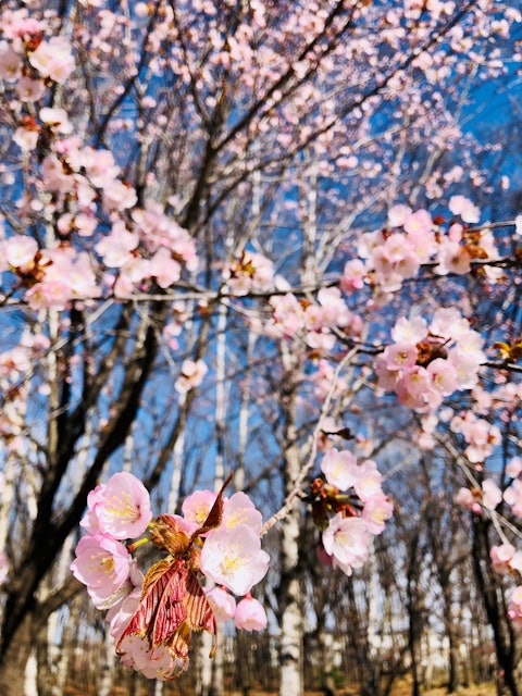[Image1]This is a famous cherry blossom spot in Otokura Town, Suzuran Park.It's almost time to be in full bl