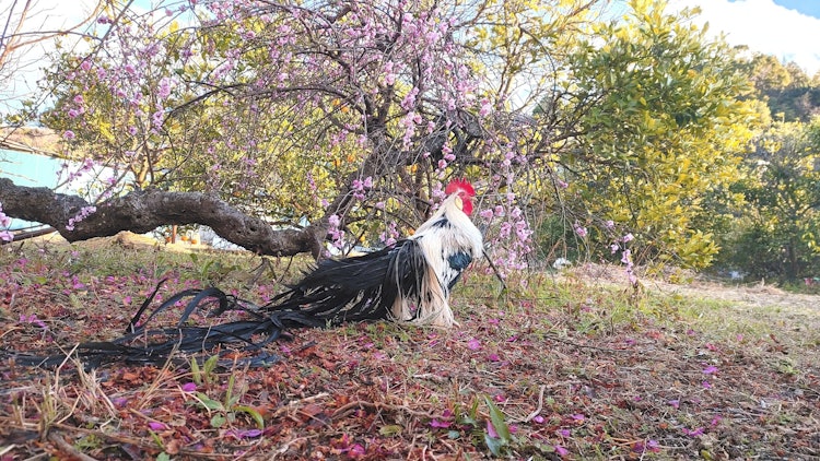 [相片1]日本雞和李子在樹枝下