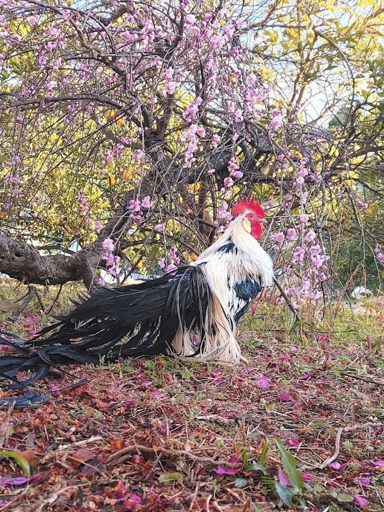 [相片1]日本雞和李子在樹枝下