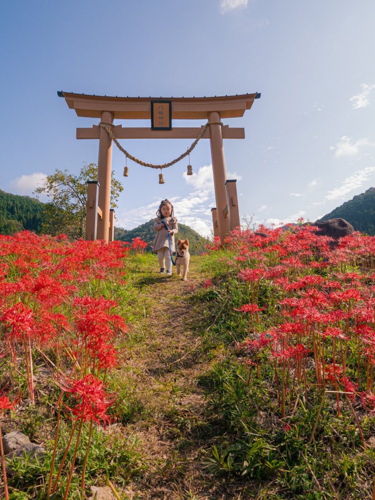 [Image1]Hyogo Prefecture Sayo Town Shimoishii Hachiman Shrine Torii (Goryosho)The flowers were difficult to 