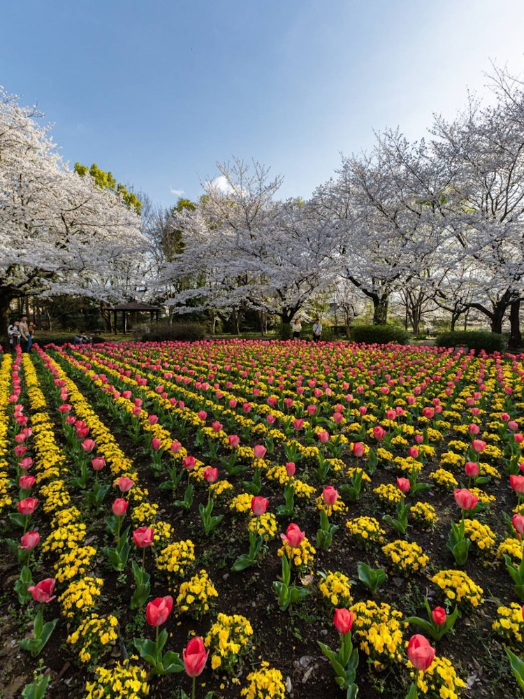 [画像1]まるで絵に書いたような花園🌷こちらは、埼玉県にあるチューリップ畑です。早咲きのチューリップが見頃を迎えています😁桜の開花が遅かったため、コントラストがまた美しかったです🤤