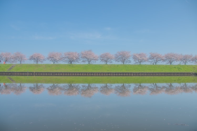 [画像1]群馬の穴場な場所。桜並木とリフレクション🌸青空をいれるときどこか絵本のような素敵な雰囲気になります🌸🌸#さくら#フォトコン