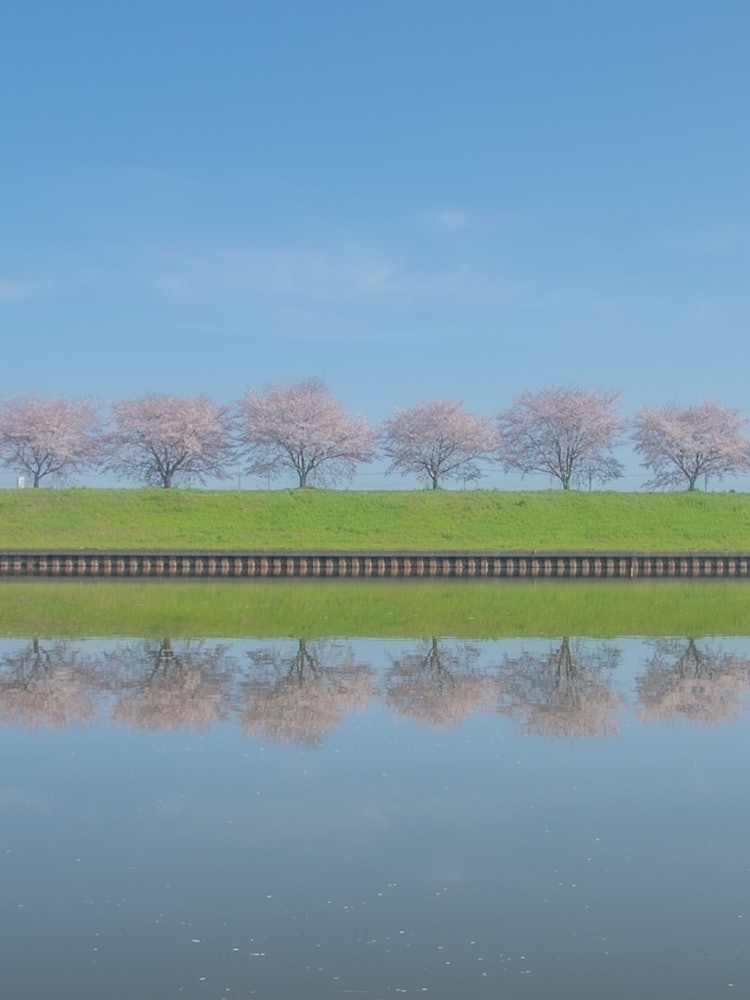 [相片1]群馬縣隱藏的寶石。櫻花樹和倒影 🌸當你把藍天放進去時，它有一種🌸🌸像圖畫書一樣美妙的氛圍#櫻花#光電燈