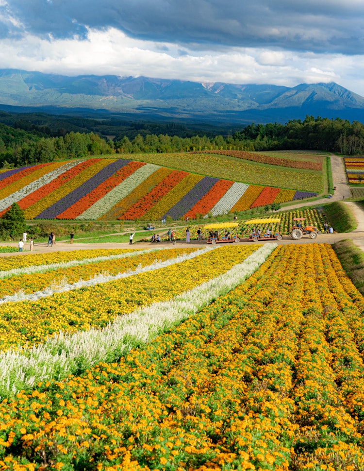 [相片1]這是北海道的一座彩色山丘。這是一個美麗的地方，有五顏六色的花朵！攝影器材索尼α7III燈房編輯軟體