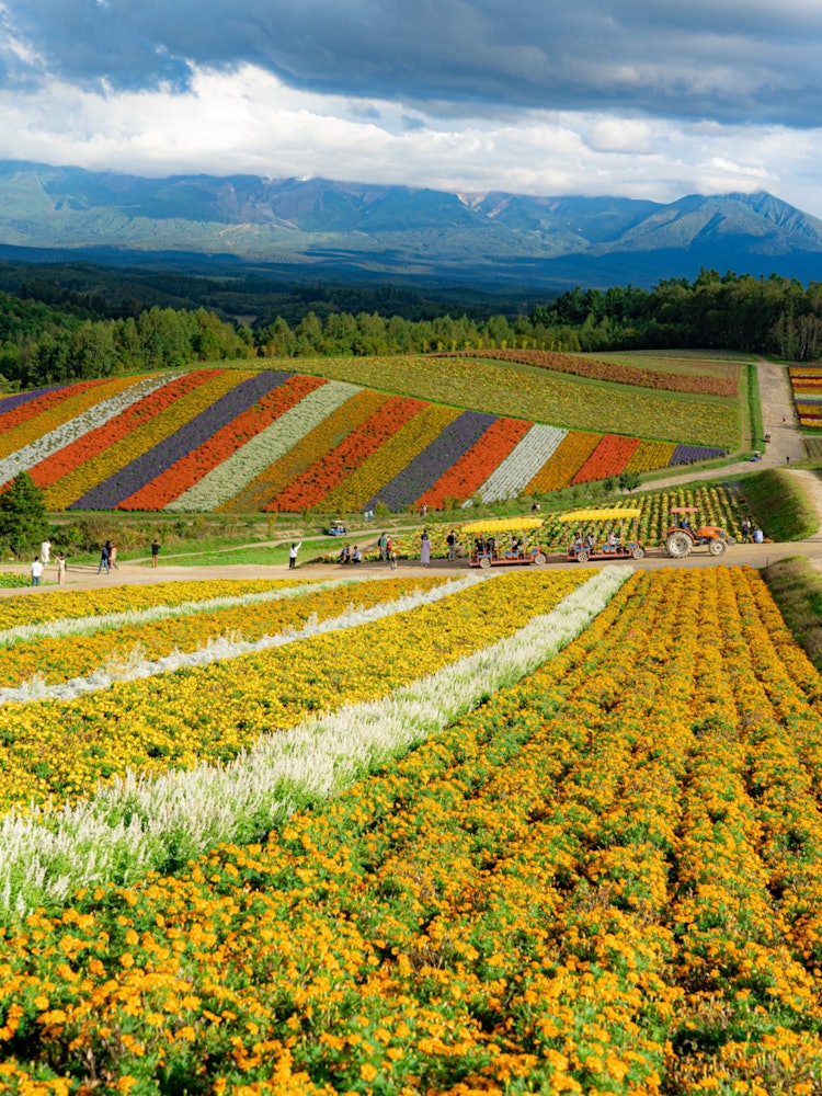 [画像1]北海道にある色彩の丘です。カラフルな花々が綺麗な場所でした！撮影機材 SONY α7III編集ソフト Lightroom