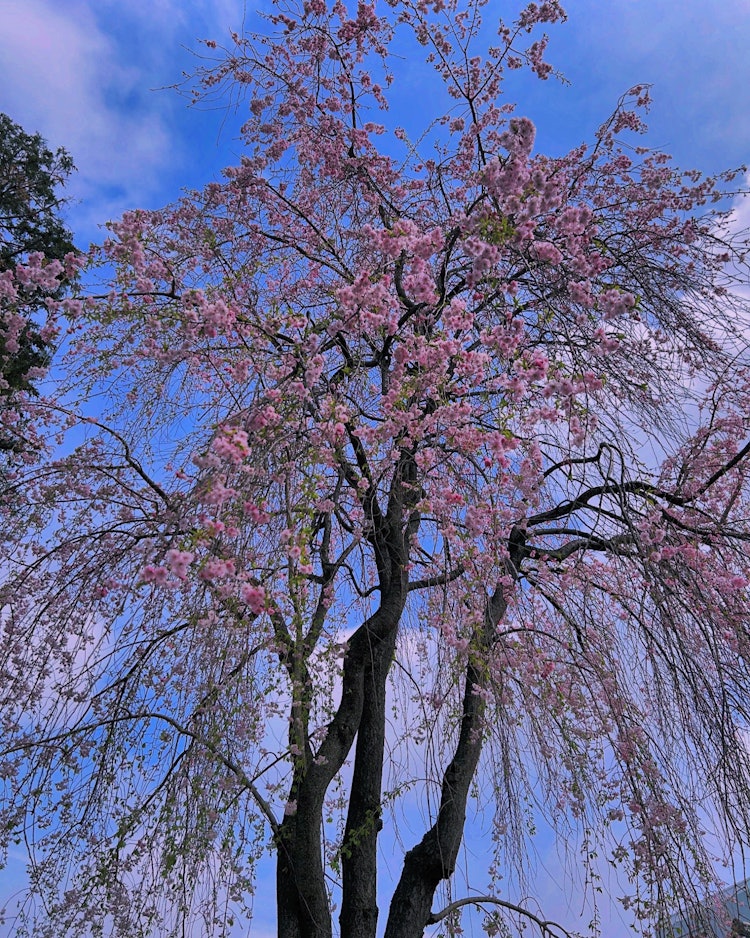 [相片1]拍攝於 4 年 8 月 24 日。　川越八幡下垂的櫻花盛開。