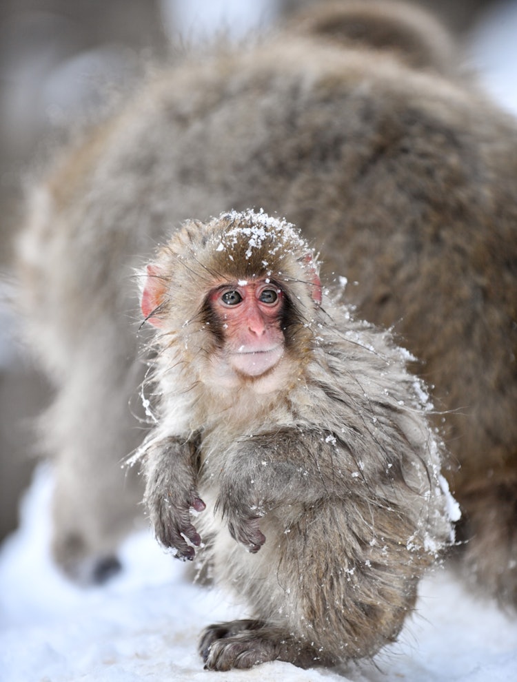 [Image1]I went to Jigokudani Monkey Park in winter.It was difficult because it was a little far from the par