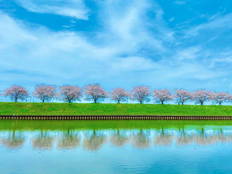 [이미지1]벚꽃나무가 늘어선 동화의 세계벚꽃 가로수, 하늘의 구름, 수면에 반사이타쿠라, 군마2024.4