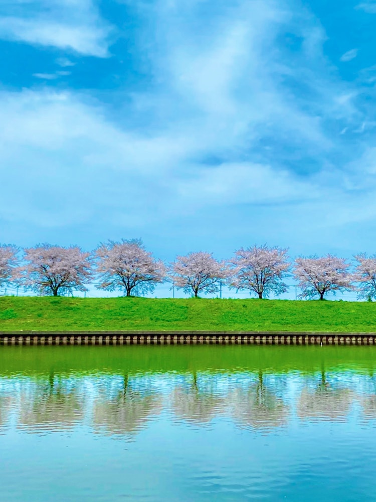 [相片1]櫻花樹成蔭的童話世界一排排櫻花樹，天空中的雲朵，水面上的倒影板倉， 群馬縣2024.4