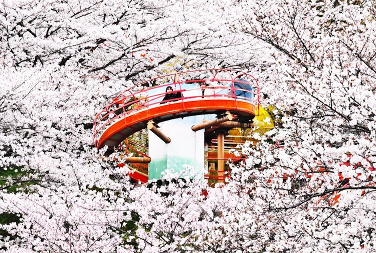 [相片1]拍摄地点：爱媛县今治市菊间町的河乐馆朋友欣赏盛开的樱花和滑梯