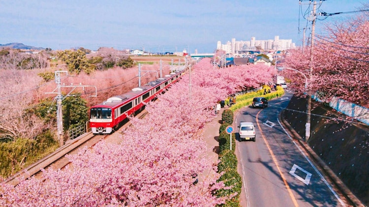 [相片1]我在阳光明媚的日子里拍了一张三浦的河津樱花的照片。樱岛和京急在天空中很美。