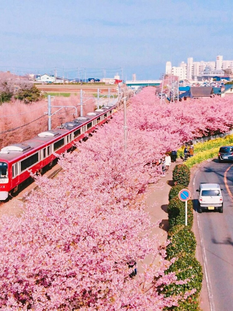 [画像1]三浦の河津桜を晴れた日に撮影しました。大空に桜島と京急が映えて綺麗でした。