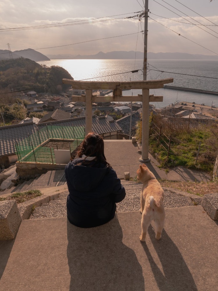 [画像1]男木島にある定番の猫スポットここまで来るのに坂が迷路みたいになり、途中娘が寝てしまい抱っこ紐でここまで登るの大変でした😅