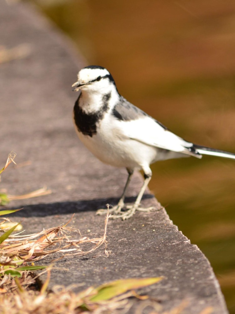 [画像1]鳥びわ湖文化公園にてプロフにのせてる写真です