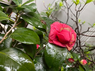 [相片2]從雨滴和雨滴的聲音中，我再次去花園探索。 山茶花的第一朵花已經變成棕色它掉在了地上。如果你擔心彩色的葉子，往下看黃色的小花微微打開花蕾。蘆薈和塊柵欄。附有二樓房間窗簾花卉圖案的圖片🖼。枝條上開滿了茂密