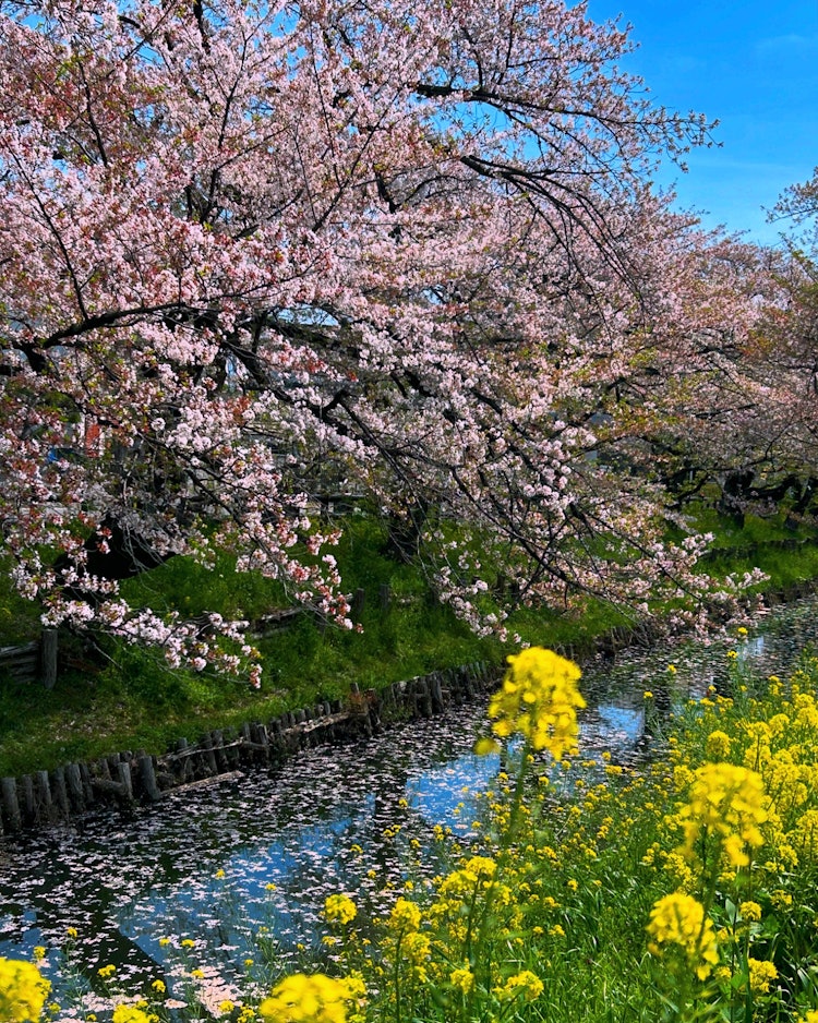 [相片1]攝於 4 年 13 月 24 日。在川越日川神社的後面，是新加西川的榮譽櫻花。油菜花和花筏非常漂亮。今年，我去過新橋很多次，拍櫻花很有趣。 😊🌸