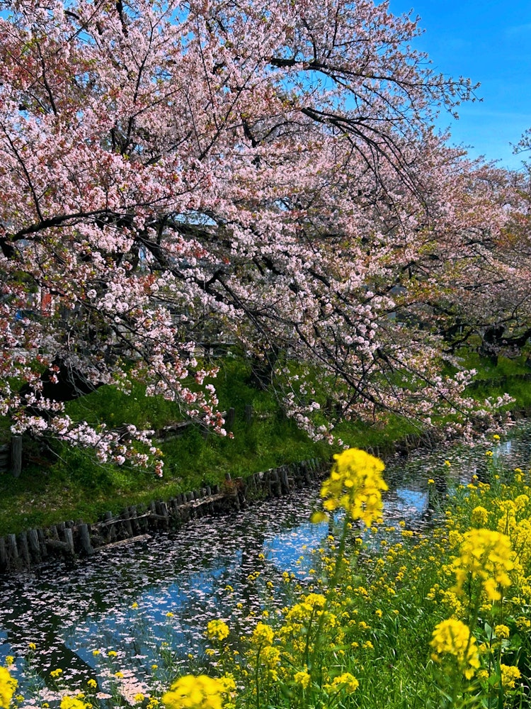 [相片1]摄于 4 年 13 月 24 日。在川越日川神社的后面，是新加西川的荣誉樱花。油菜花和花筏非常漂亮。今年，我去过新桥很多次，拍樱花很有趣。 😊🌸