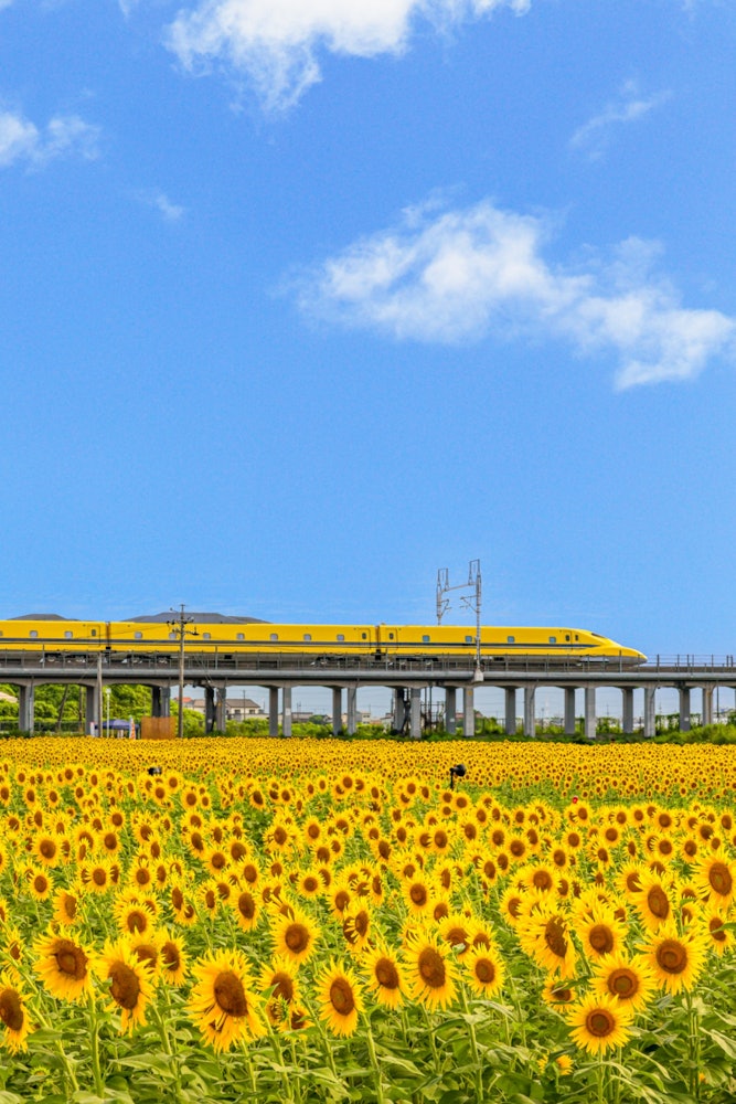 [相片1]岐阜县大垣市的大垣向日葵田有一条新干线轨道，所以你可以看到向日葵和黄博士之间的合作。