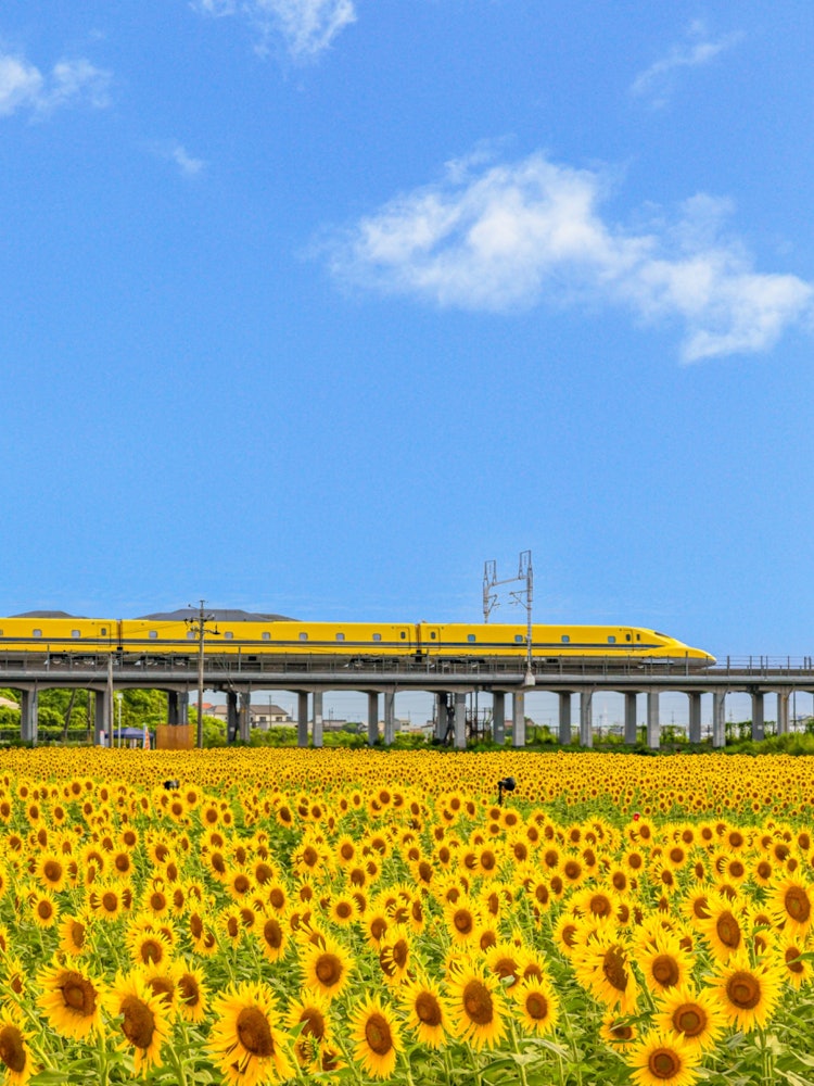 [相片1]岐阜县大垣市的大垣向日葵田有一条新干线轨道，所以你可以看到向日葵和黄博士之间的合作。