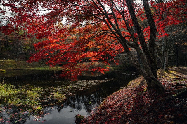 [画像1]愛知県豊田市にあるタカドヤ湿地の紅葉です。近くに香嵐渓があるおかげでそこまで混んでおらず穴場のスポットになっています。是非、訪れてみてください愛知県豊田市タカドヤ湿地は、日本で最も貴重な湿地の一つです