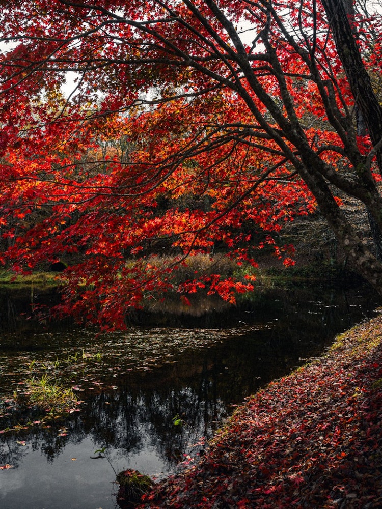 [Image1]Located in Toyota City, Aichi PrefectureIt is the autumn foliage of Takadoya Wetland.Thanks to the n