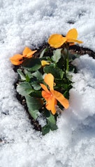 [画像2]１月１４日朝、雪が積もっていました。 いつもの近くの雷電神社に行くと綺麗なパンジーの花が咲いていました。