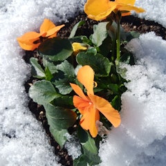 [이미지2]1월 14일 아침, 눈이 내리고 있었다. 근처의 라이덴 신사에 가면 아름다운 팬지 꽃이 피었습니다.