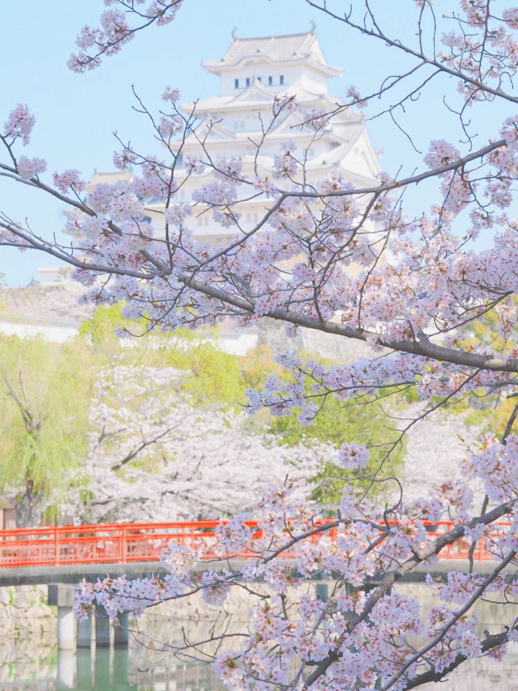 [Image1]⁎ .｡ ❀ *📷⸝⋆SONY α7R V ILCE-7RM5 SONY FE 70-200mm F2.8 GM OSS II SEL70200GM2#Himeji Castle#Himeji Cas